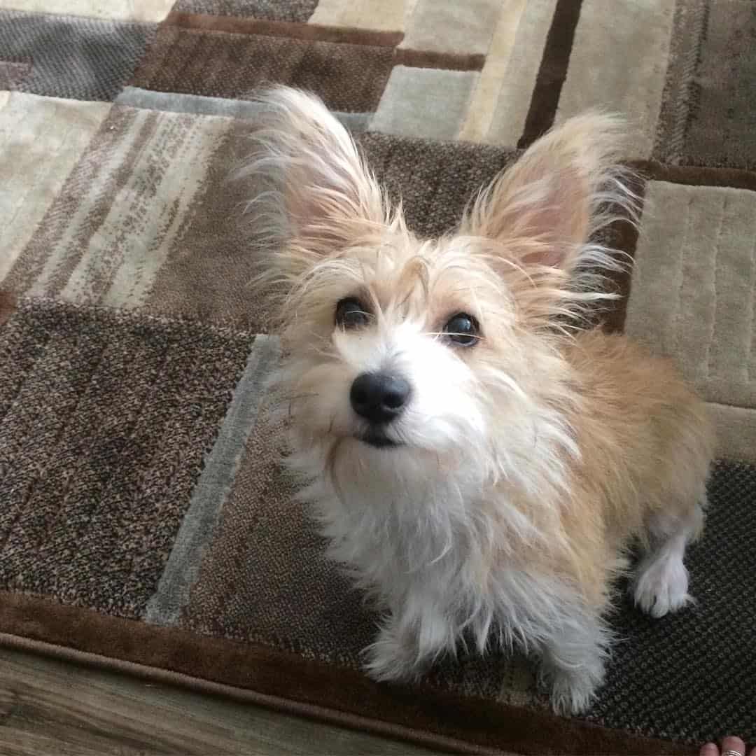 corgi schnauzer mix dog looking up at the camera inside home