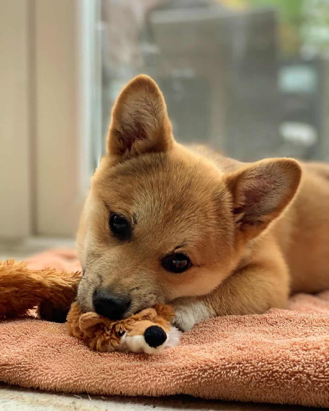 corgi shiba cute