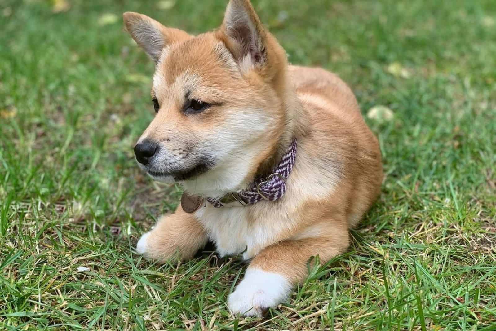 corgi shiba inu mix