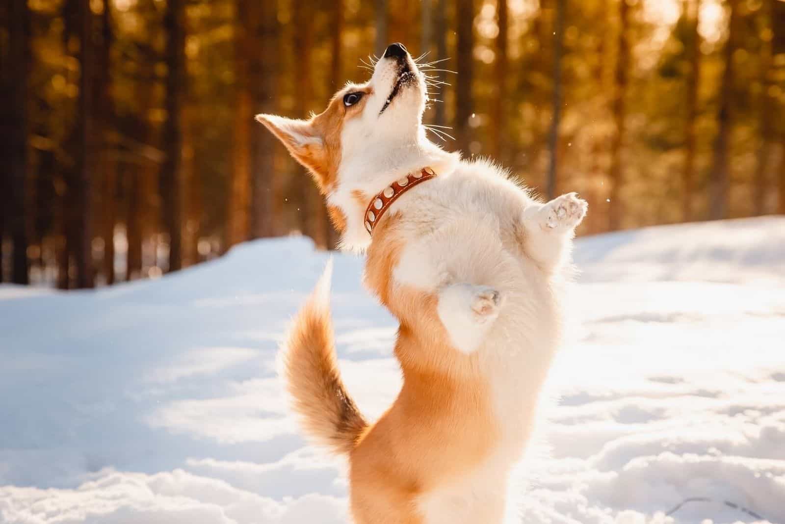 corgi siberian husky mix in nature