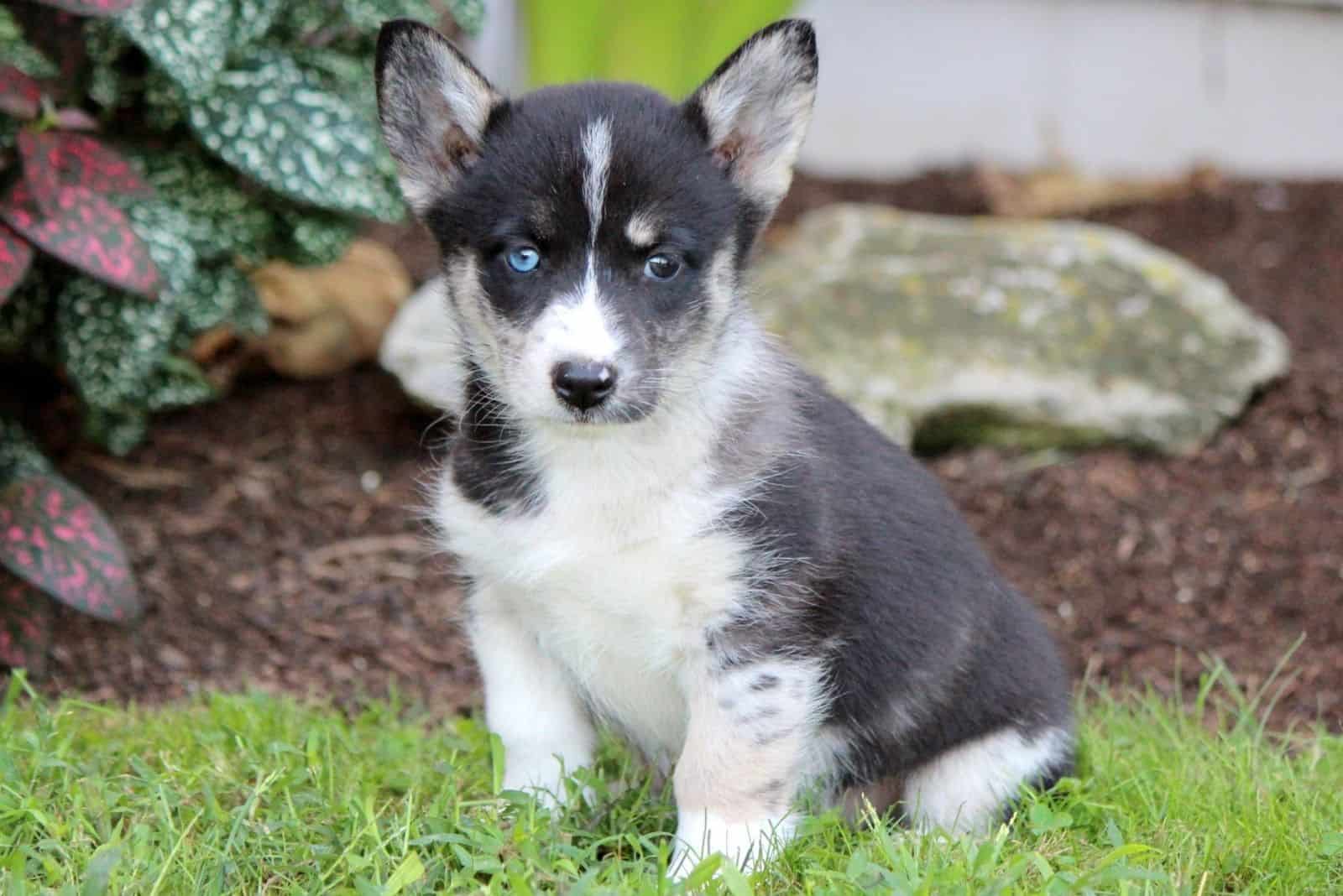 corgi siberian husky mix