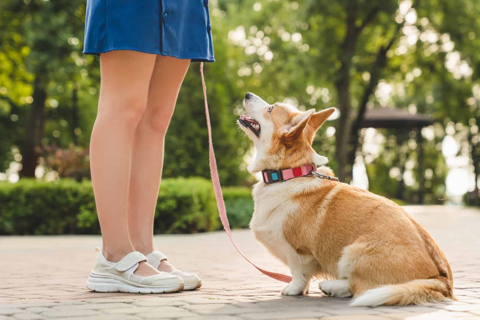 corgi sitting looking up at owner