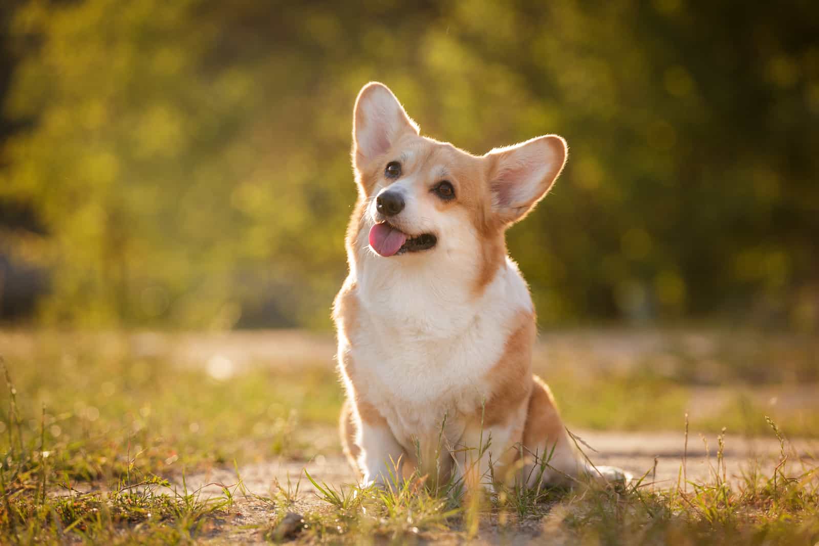 cute corgi sitting outdoor in summer park