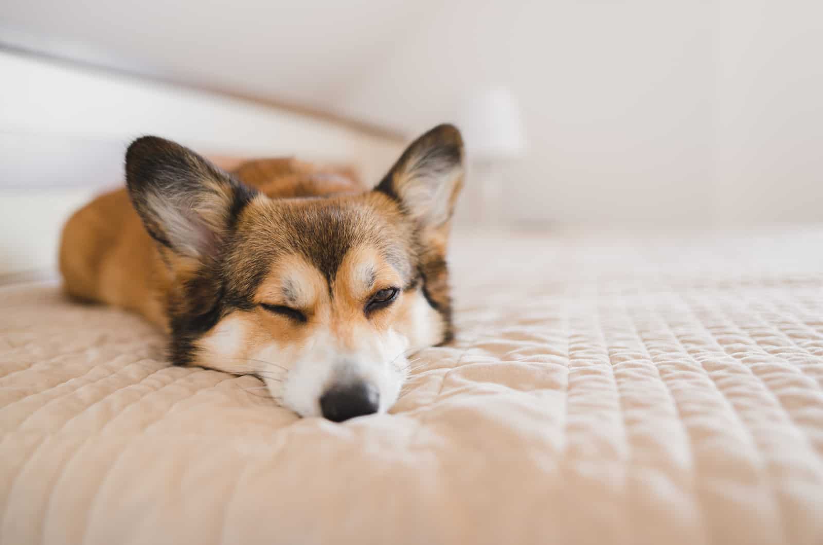 corgi sleeping on bed