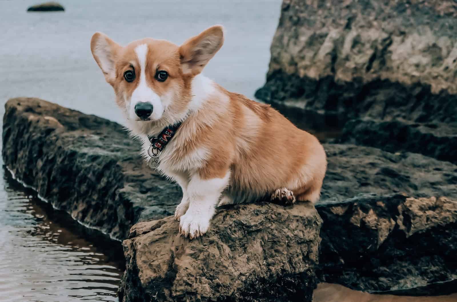 corgi standing near water