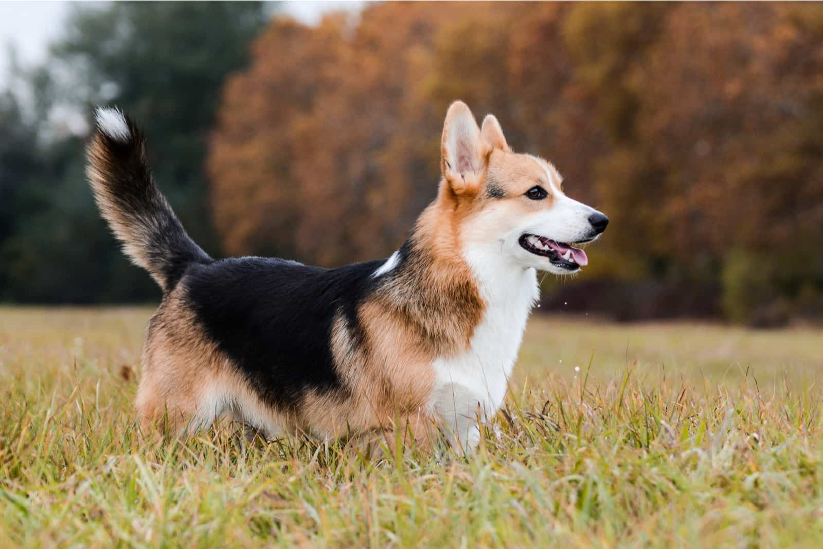 corgi standing outside on grass