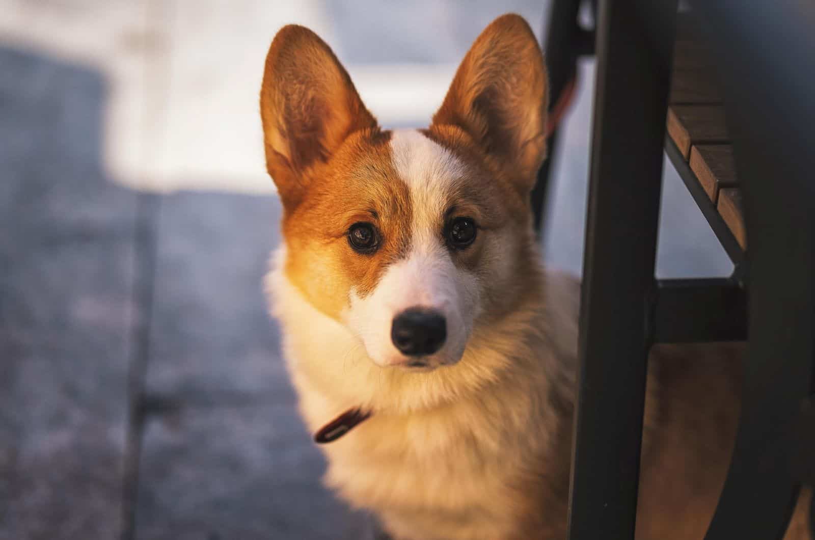 corgi underneath a chair