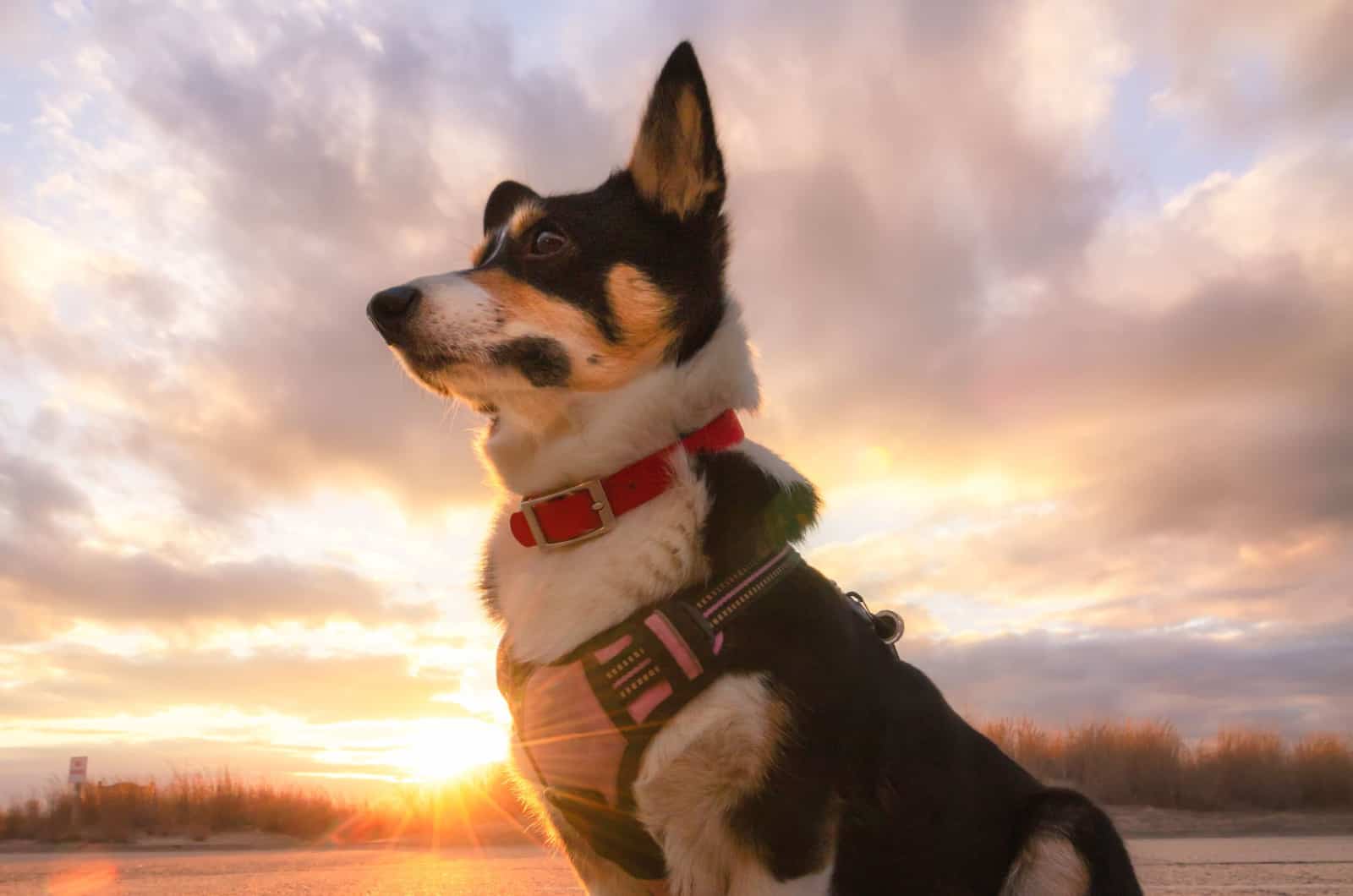 corgi wearing a harness