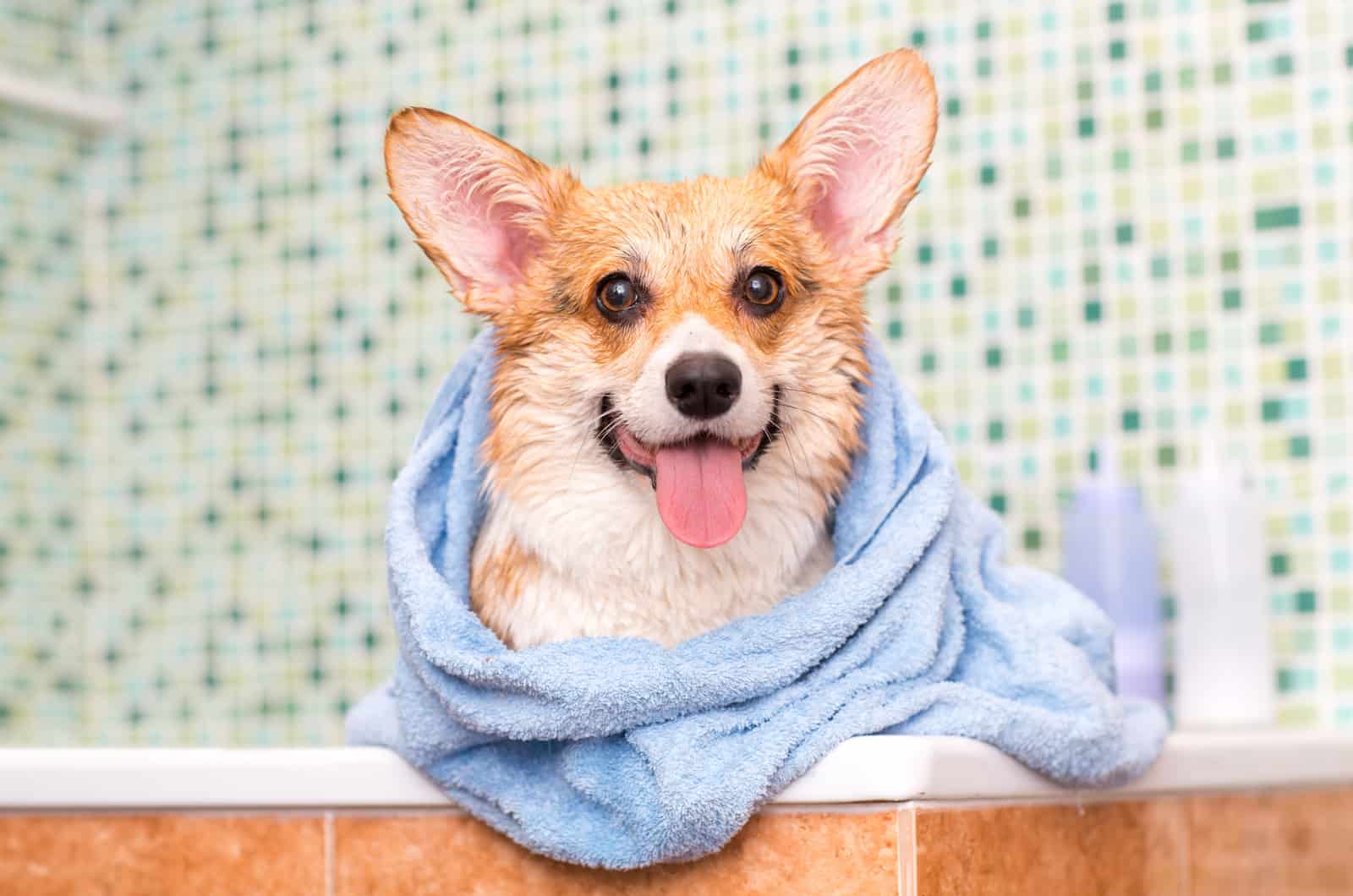 corgi wrapped in towel