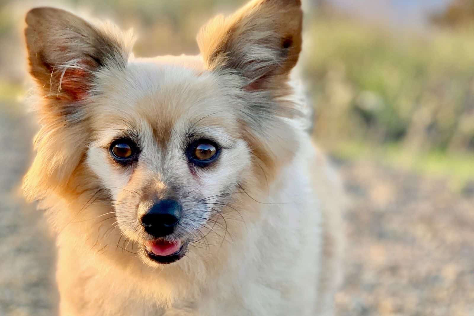 corgipomeranian facing camera while standing outdoors