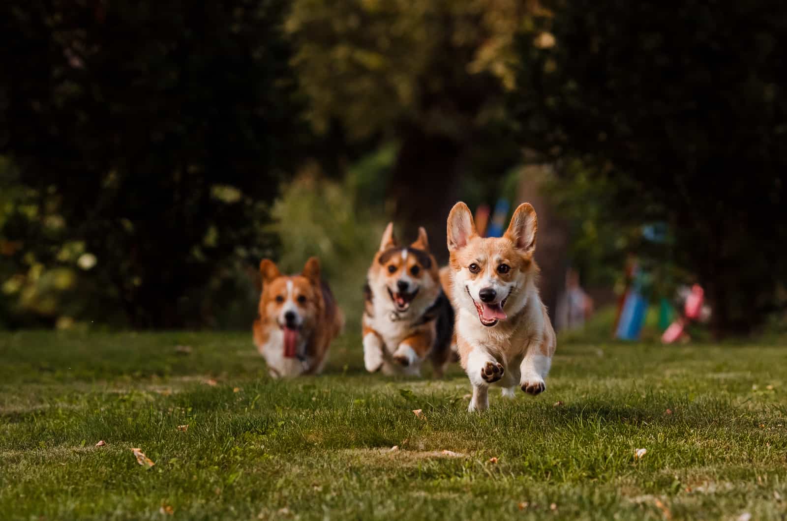 corgis running