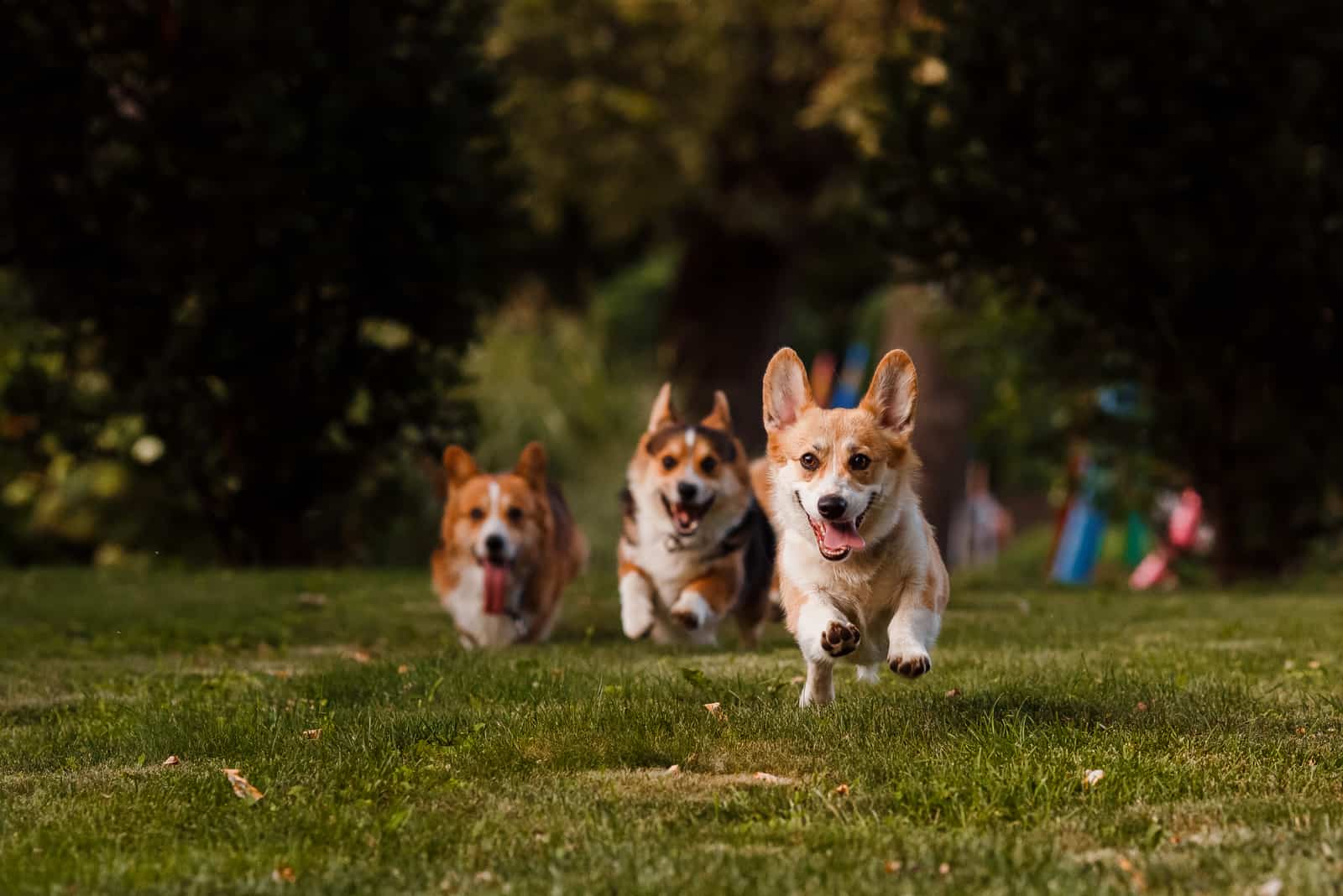 corgis running through the park