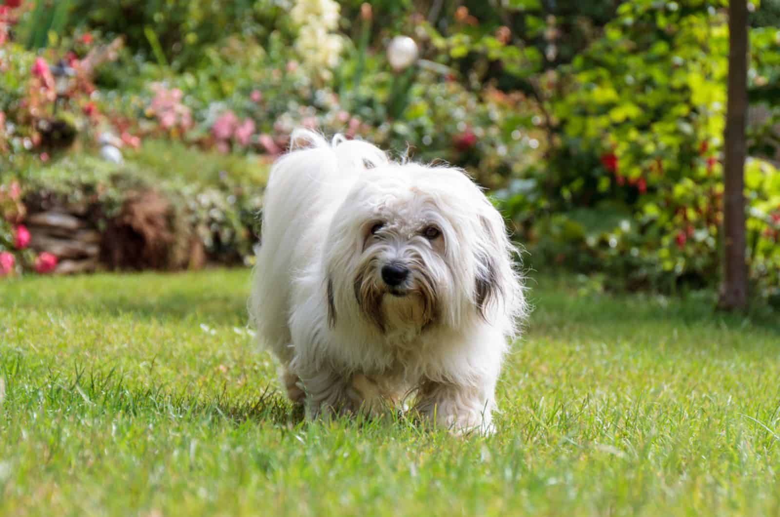 coton de tulear in the yard