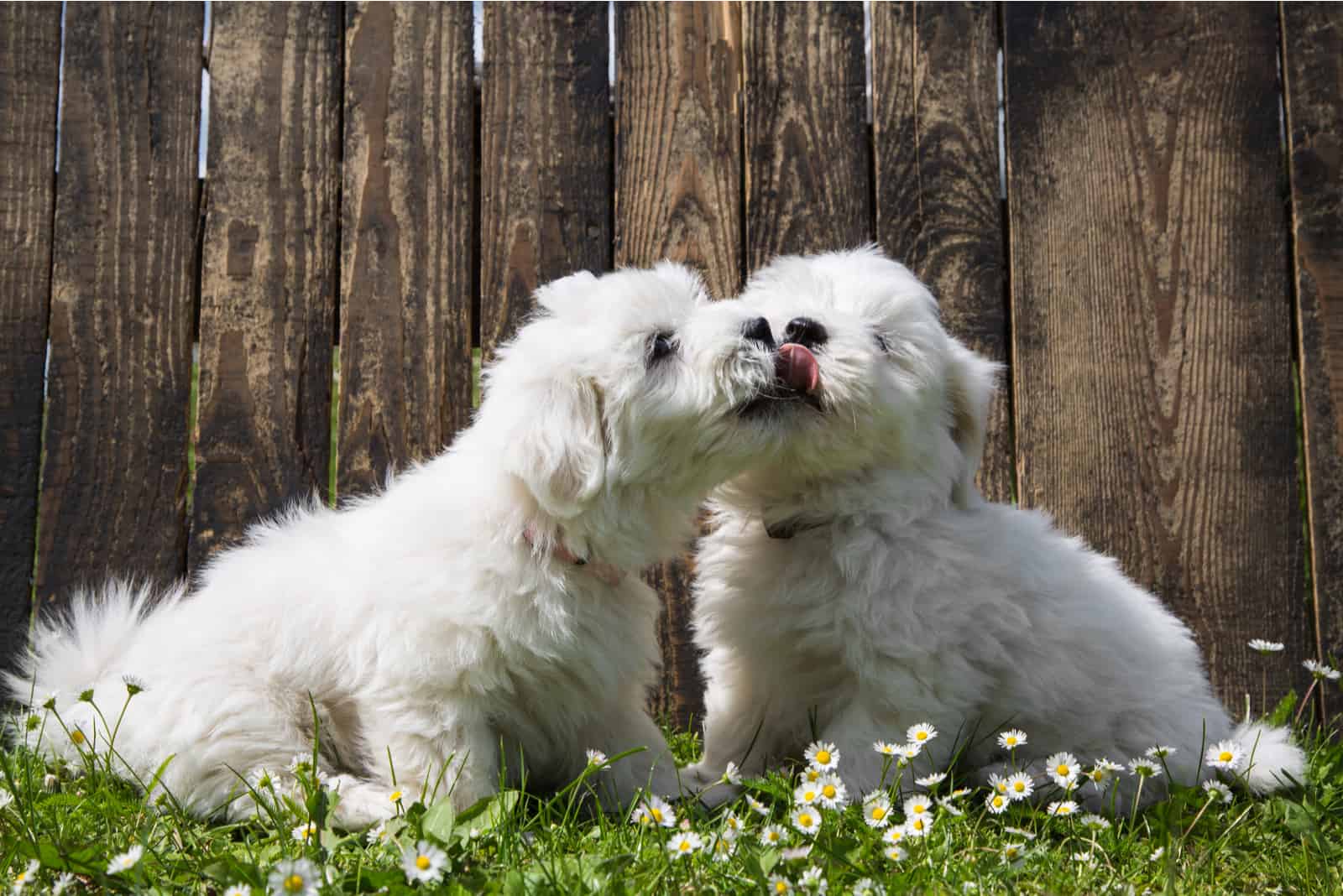 coton de tulear