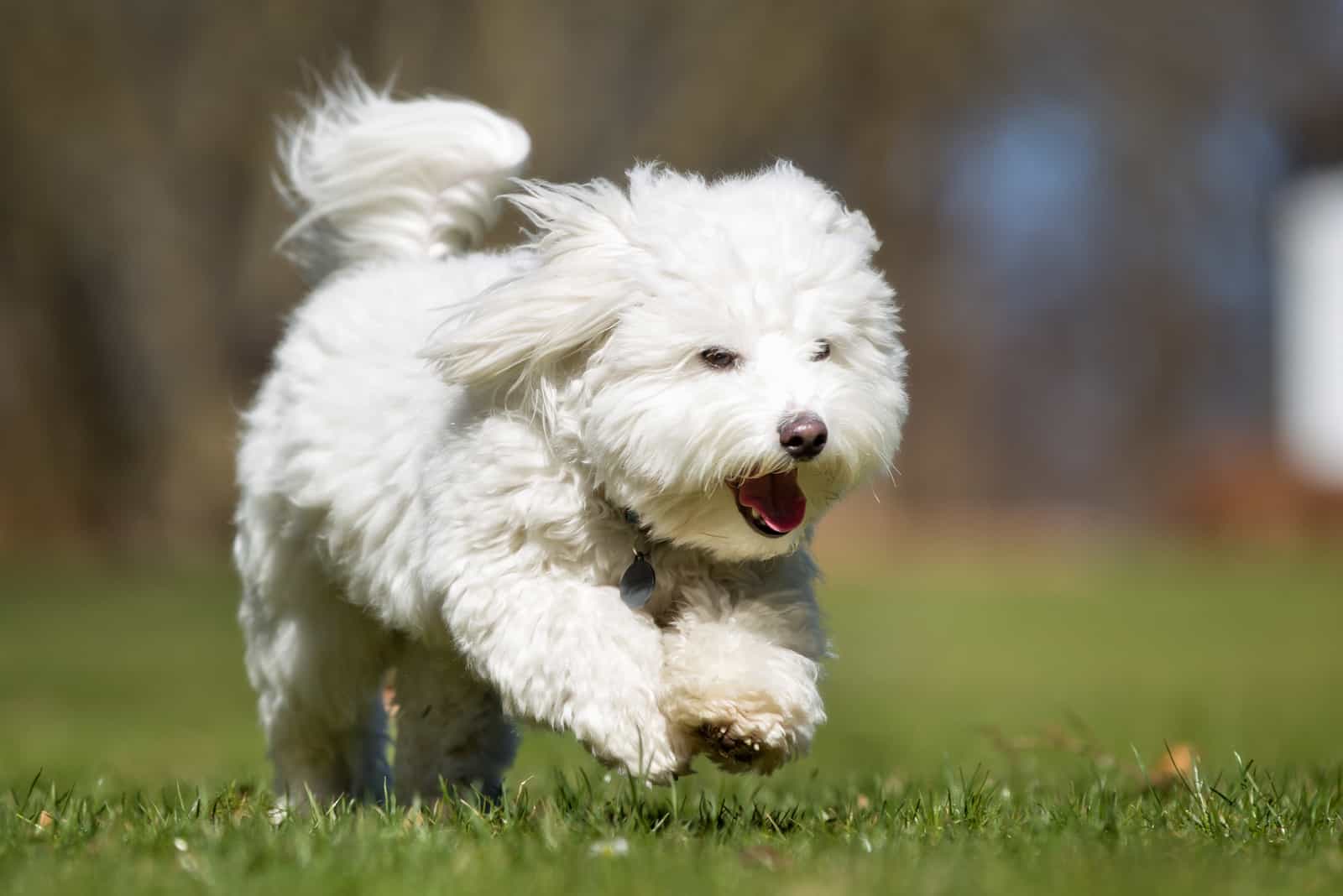 Coton de Tulear runs across the field