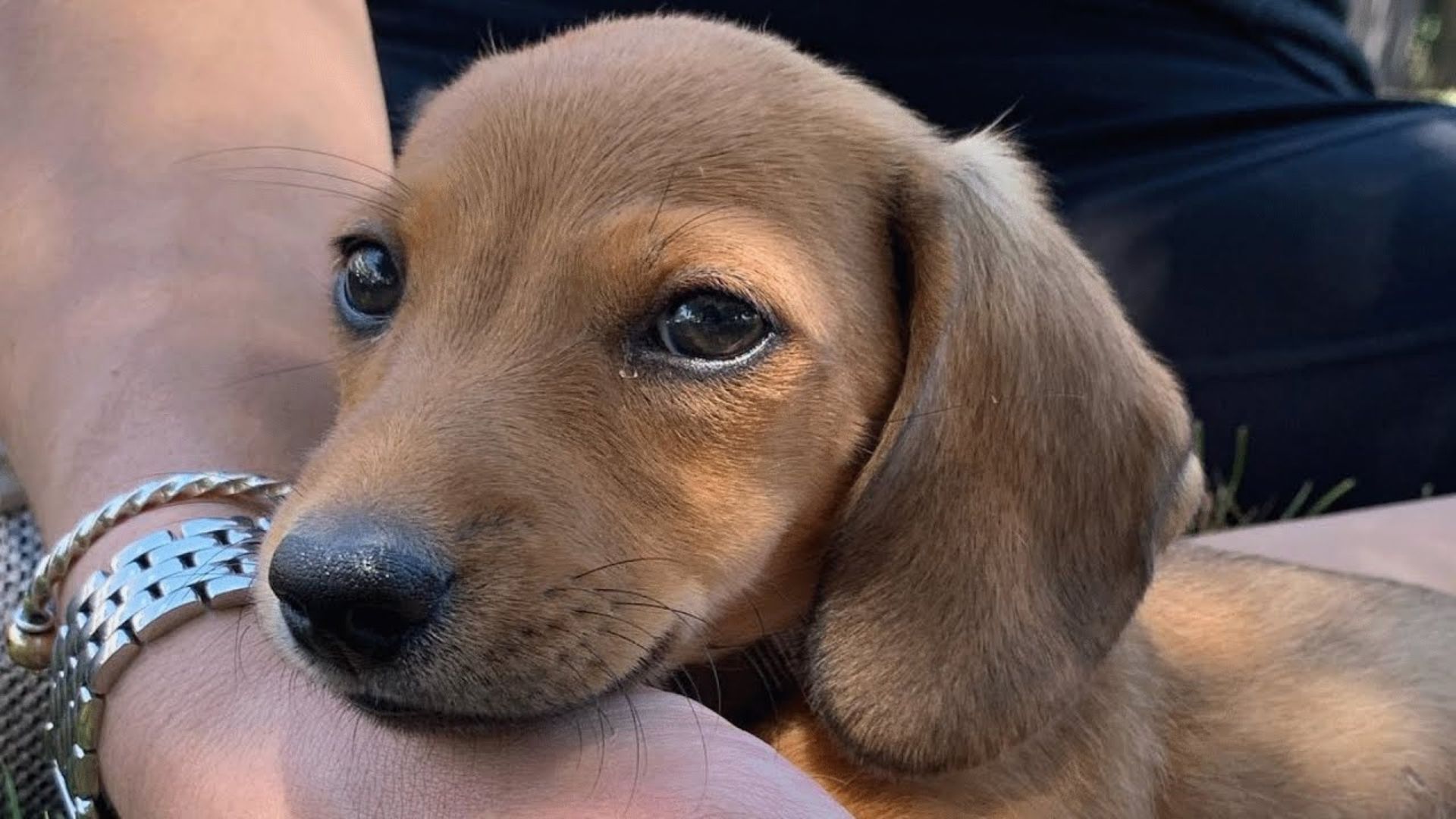 Couple Shocked To Discover That The Small Dog They Adopted Has Quite A Big Personality