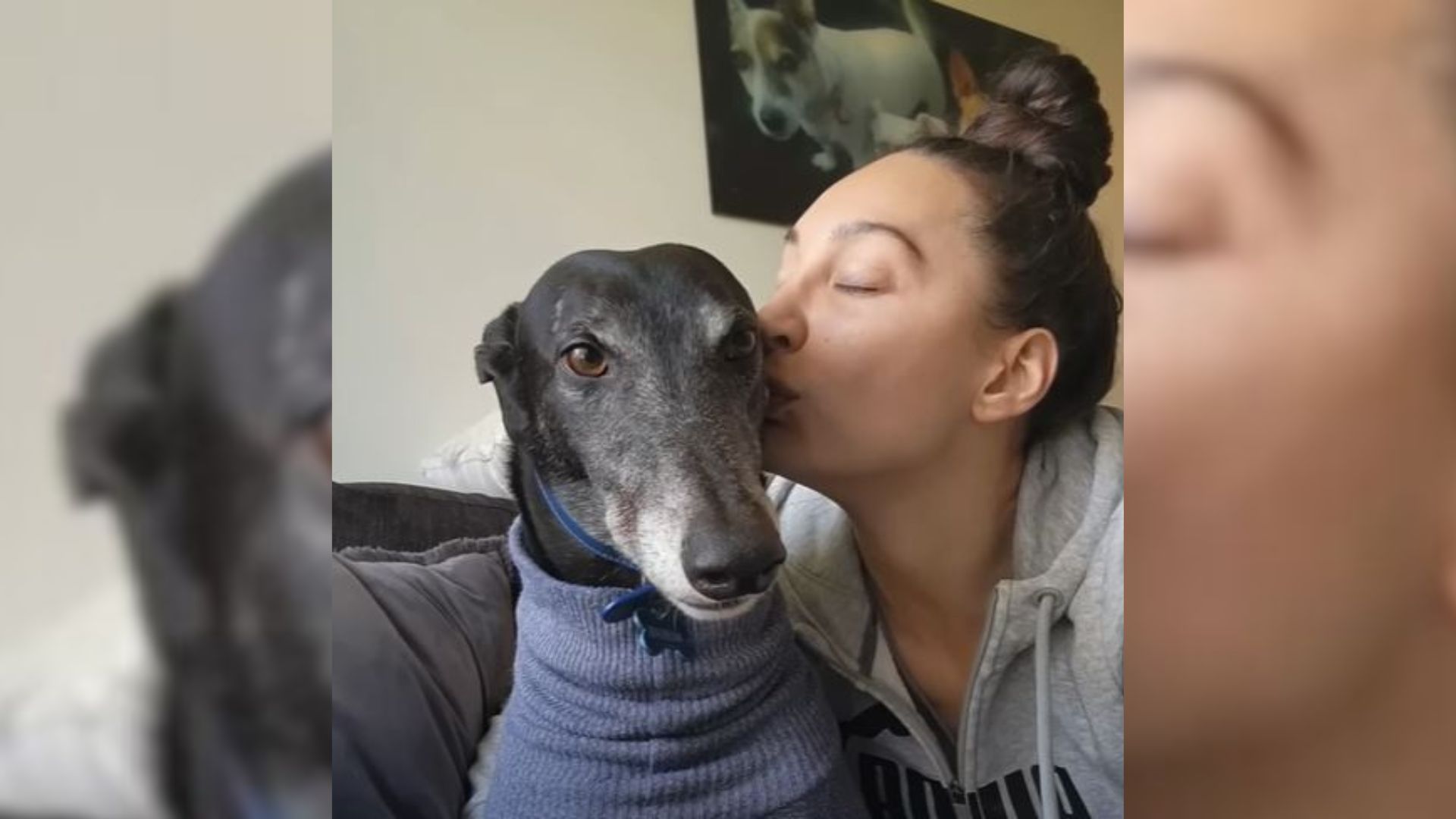 This Poor Greyhound Was So Sad After Her Doggo Sibling Crossed The Rainbow Bridge