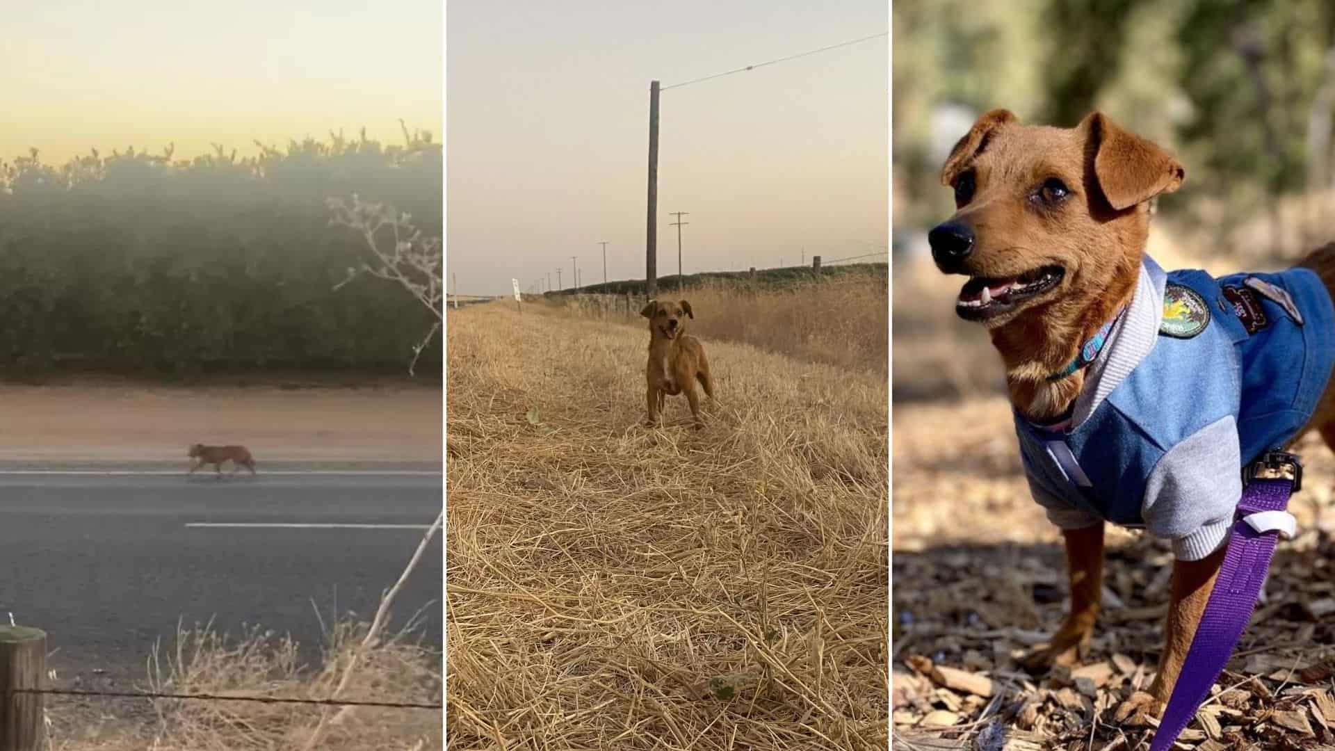 Couple Rescues Stray Dog And Bring Her Along On Their Journey