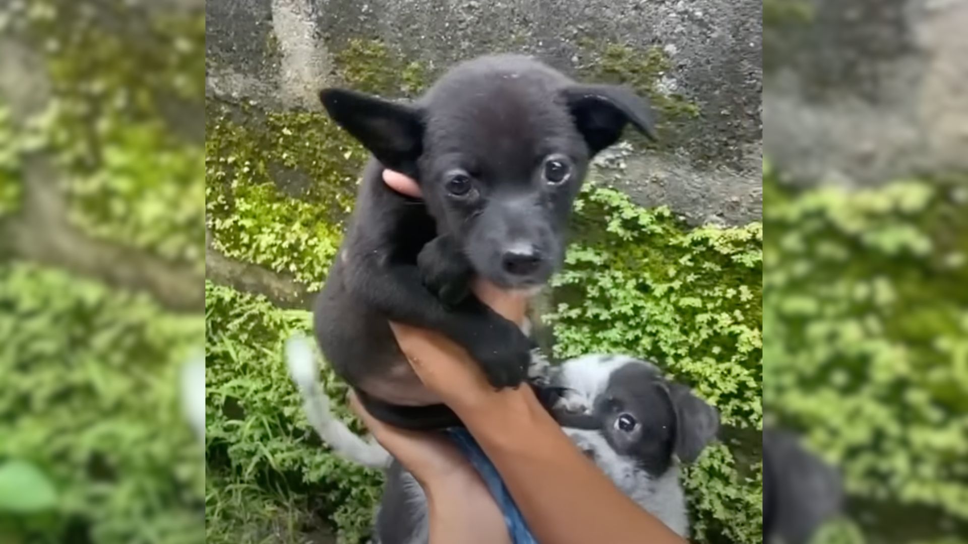 Puppy Living In A Hole Finally Finds A Home She Truly Deserves