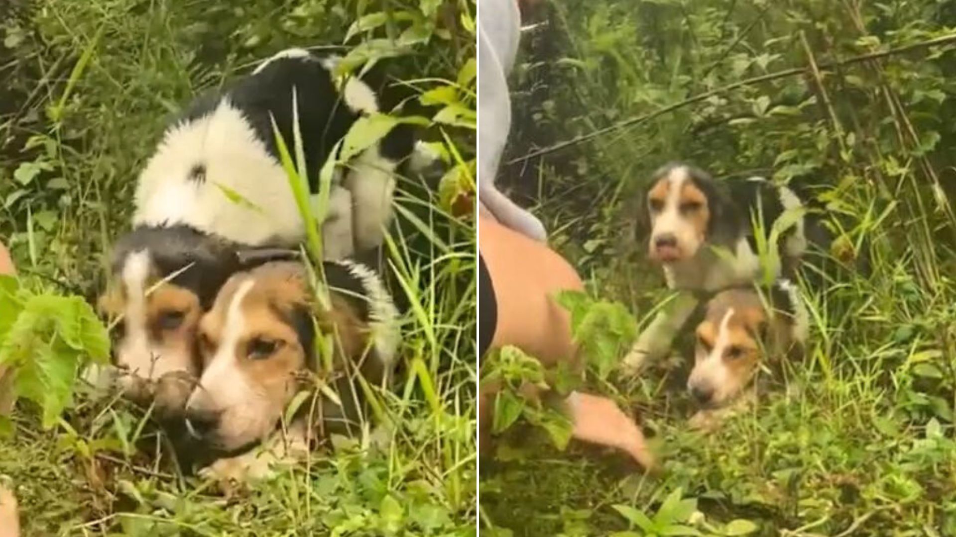 Couple Sees Something Peering Out Of The Weeds And Are Surprised To Find Out What It Is