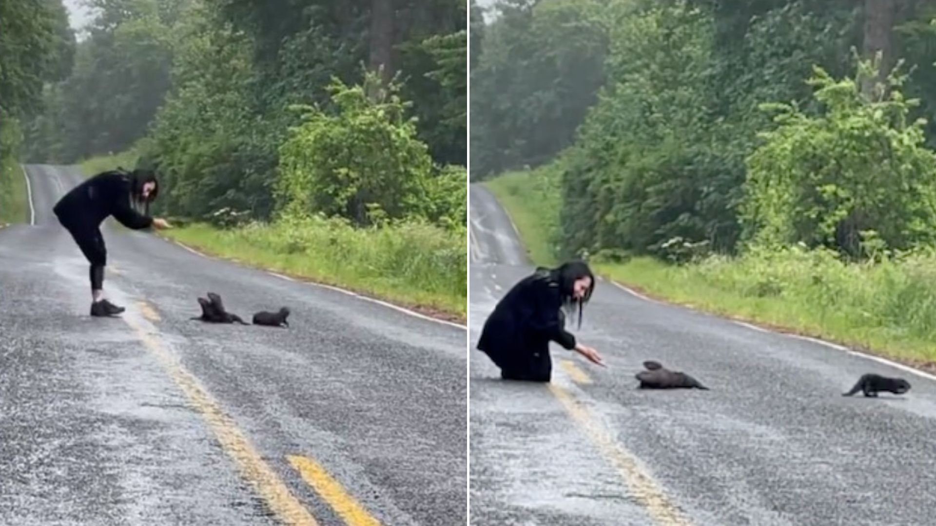 Couple Shocked To Discover The Real Identity Of A Furry Clump Found On The Road