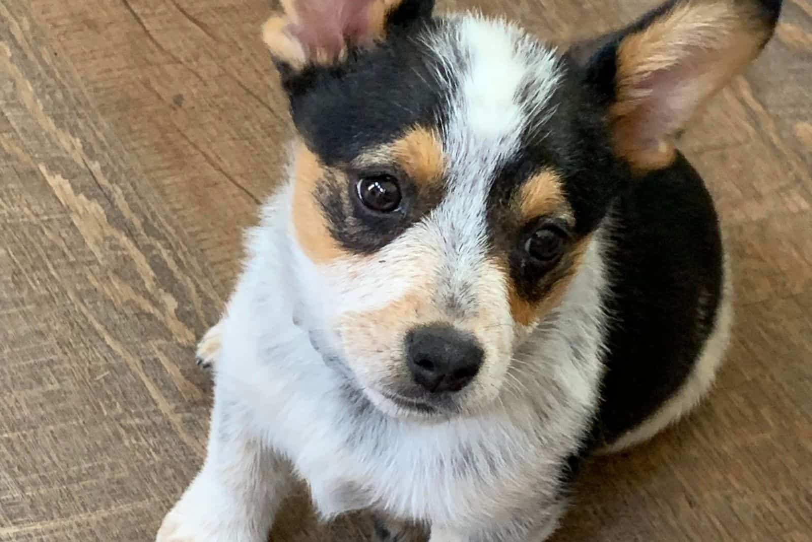 cowboy corgi puppy