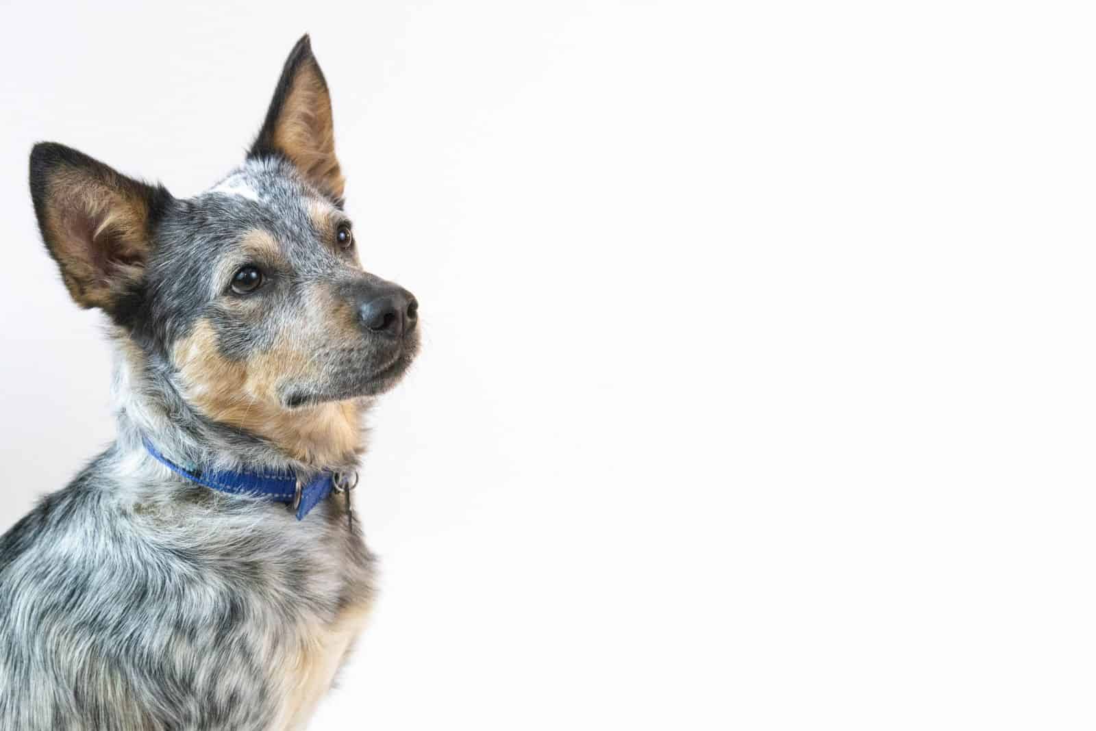 cowboy corgi puppy white background