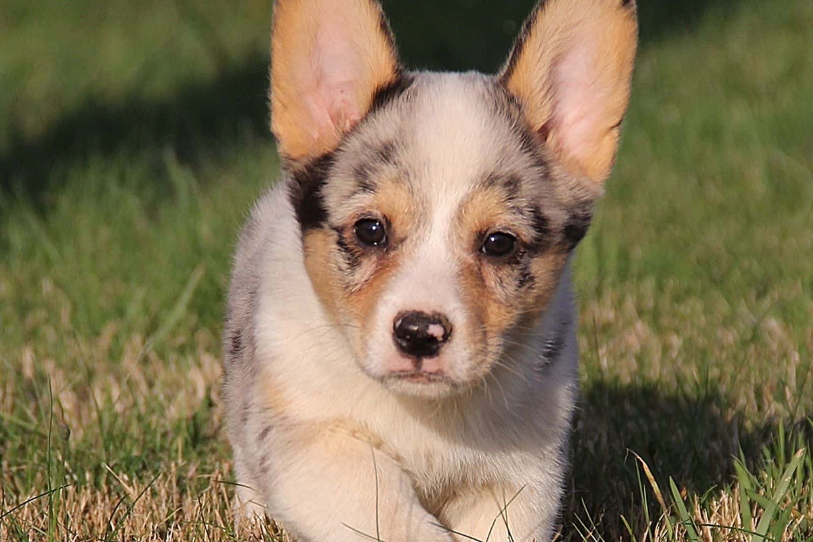 cowboy corgi puppy