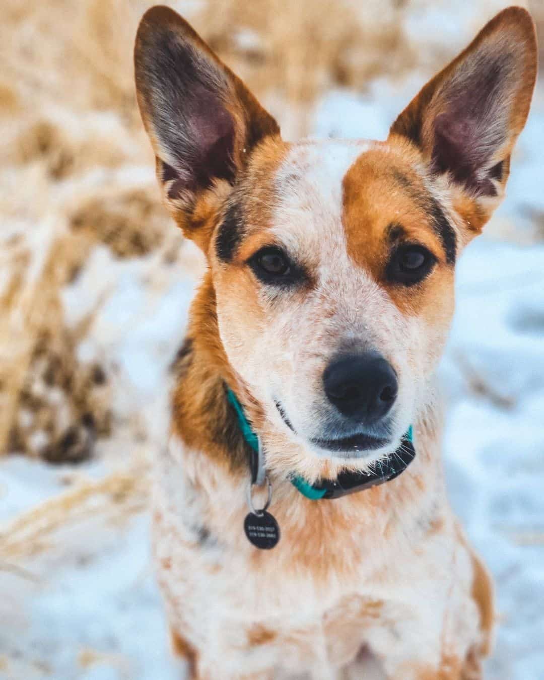 cowboy corgi