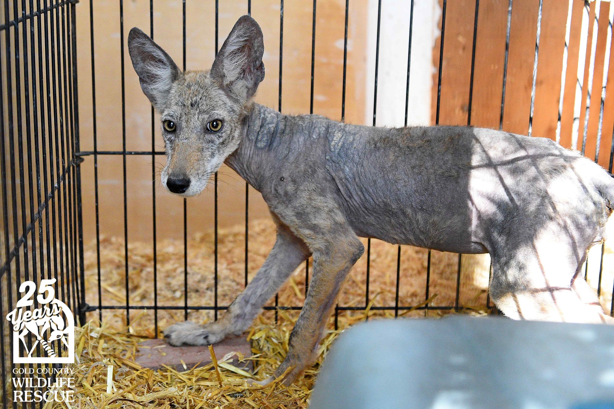 coyote in a cage