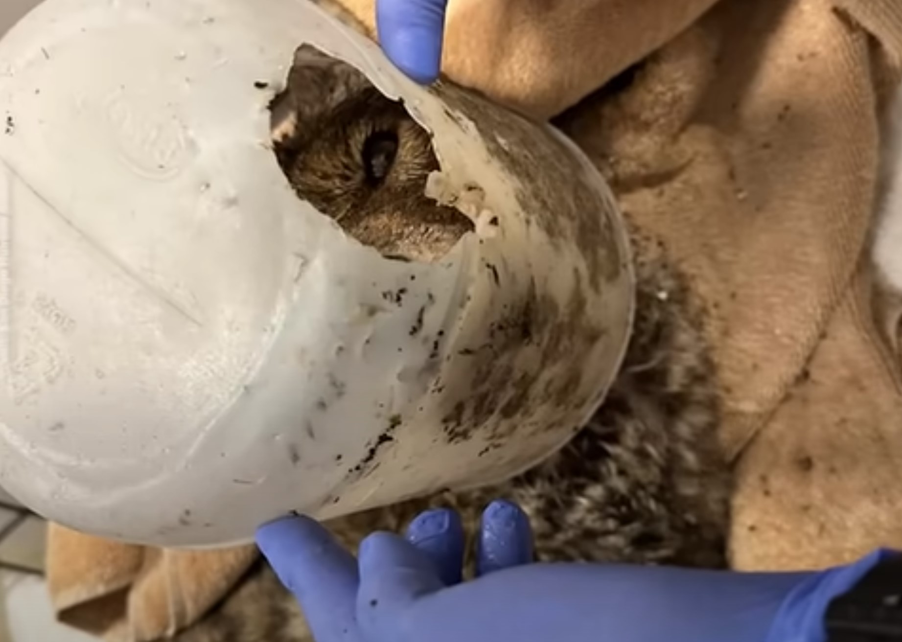 coyote with plastic on its head