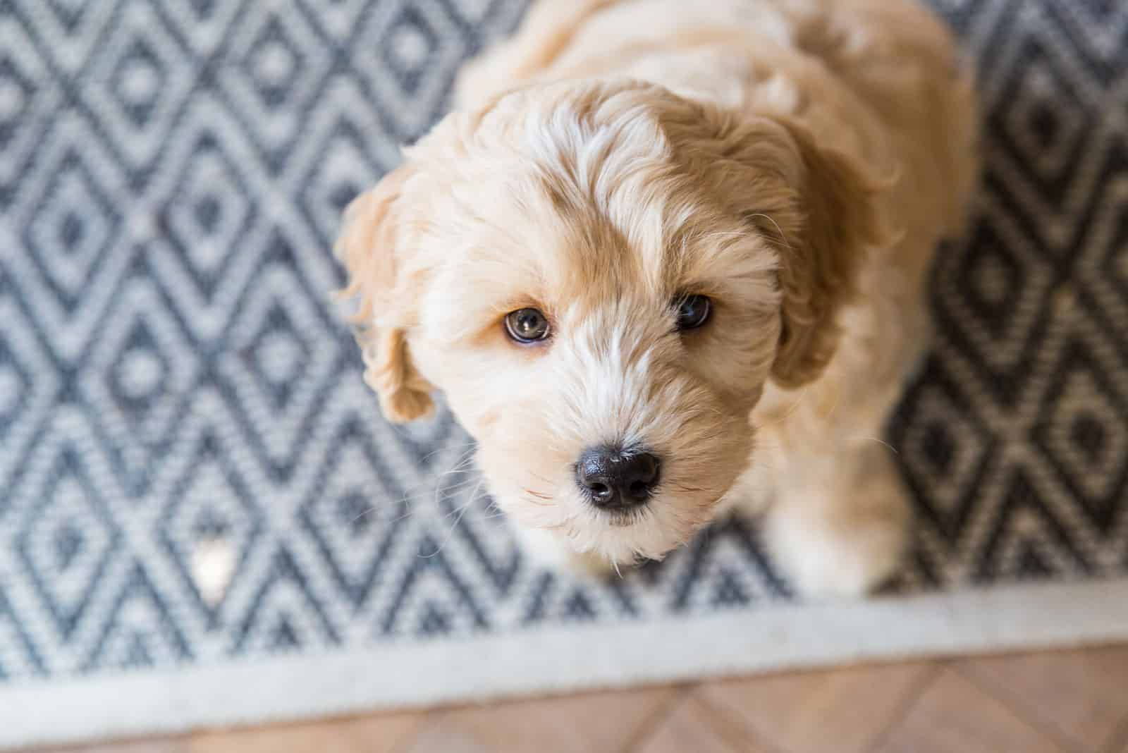 cream australian labradoodle