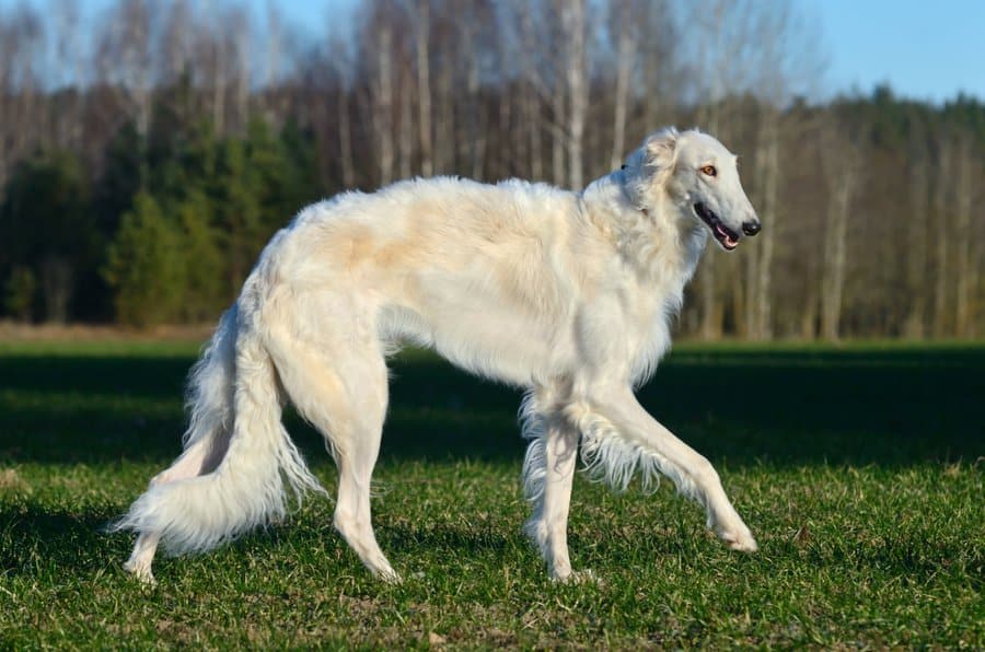 cream borzoi