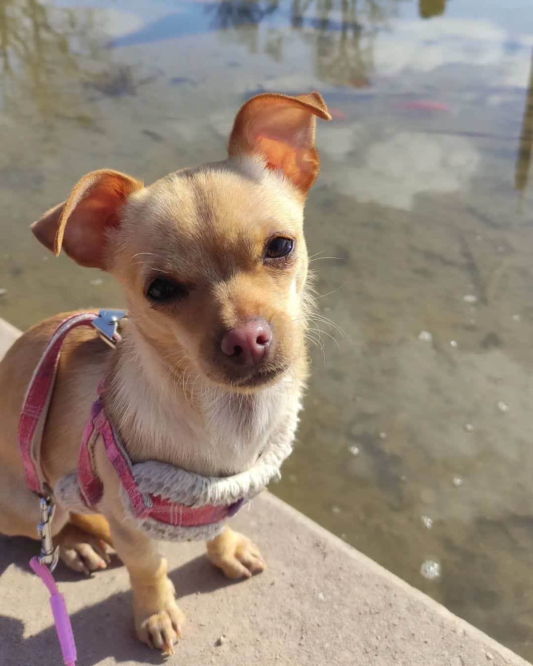 Cream Chihuahua is sitting on the sidewalk