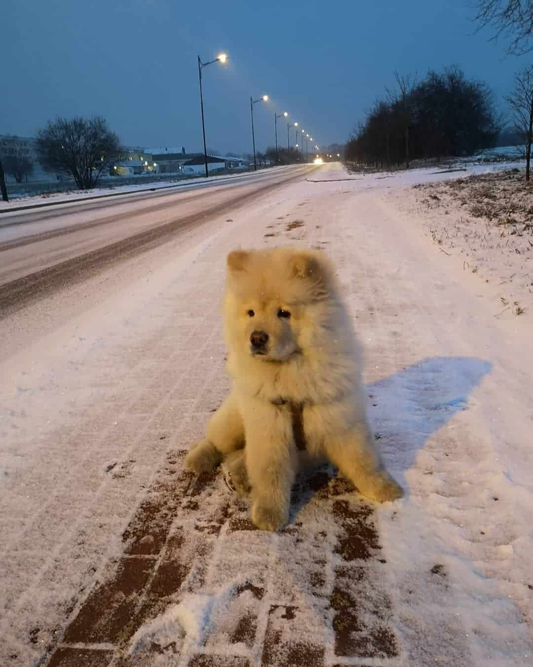 cream chow chow