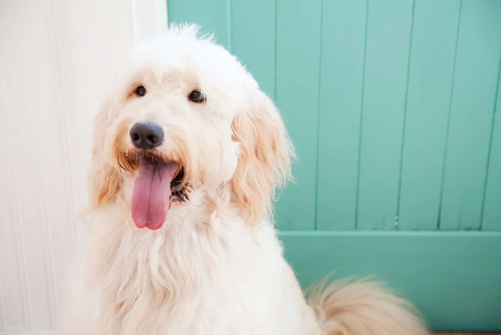 cream colored goldendoodle standing against turquoise wooden door