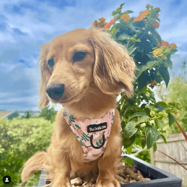 Cream Dachshund outside