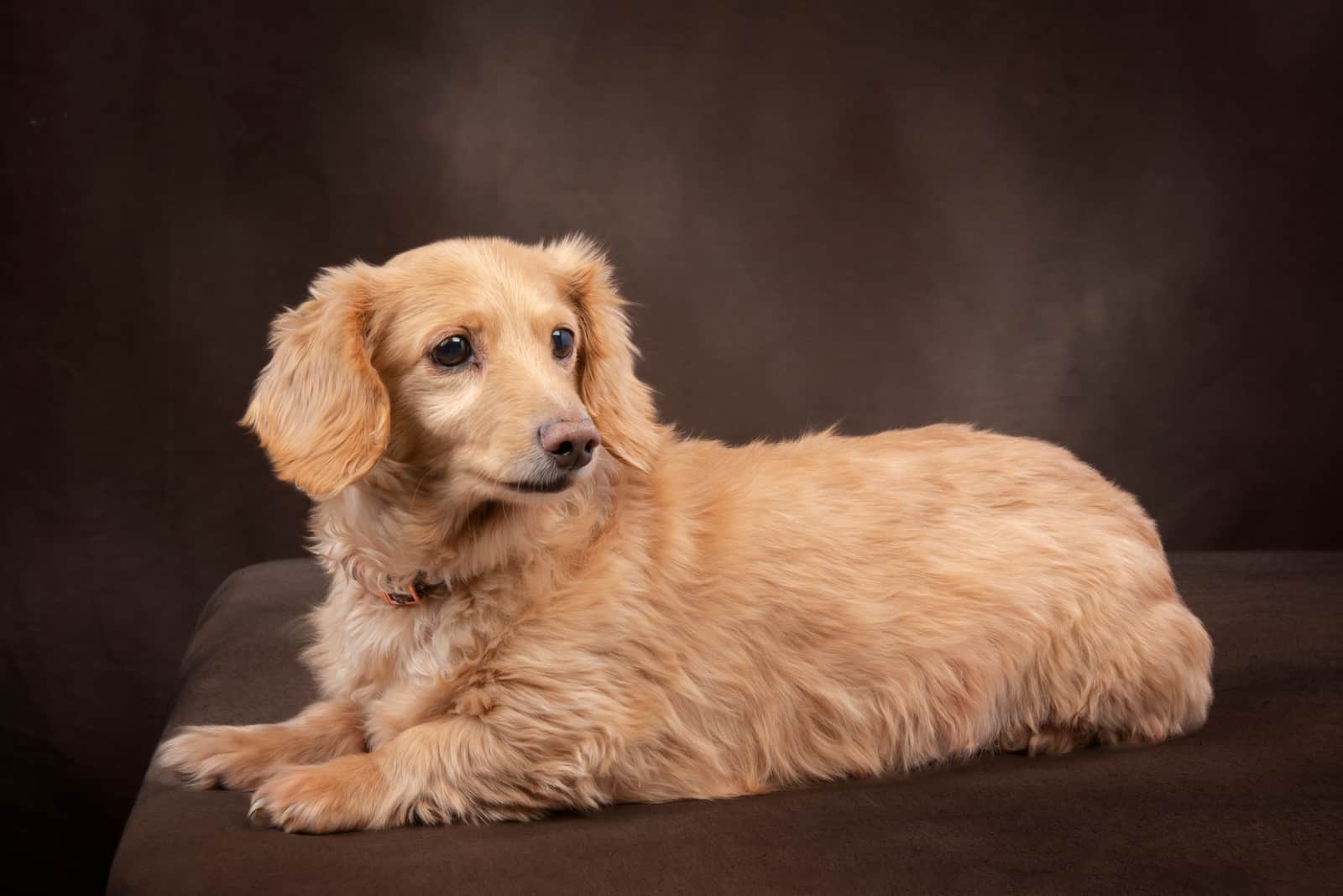 cream dachshund