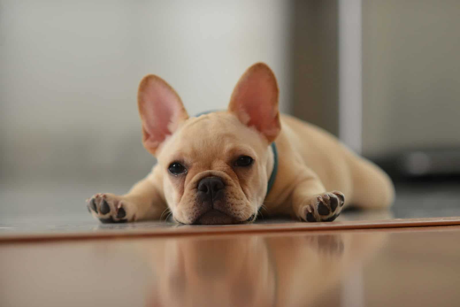 Cream French Bulldogs