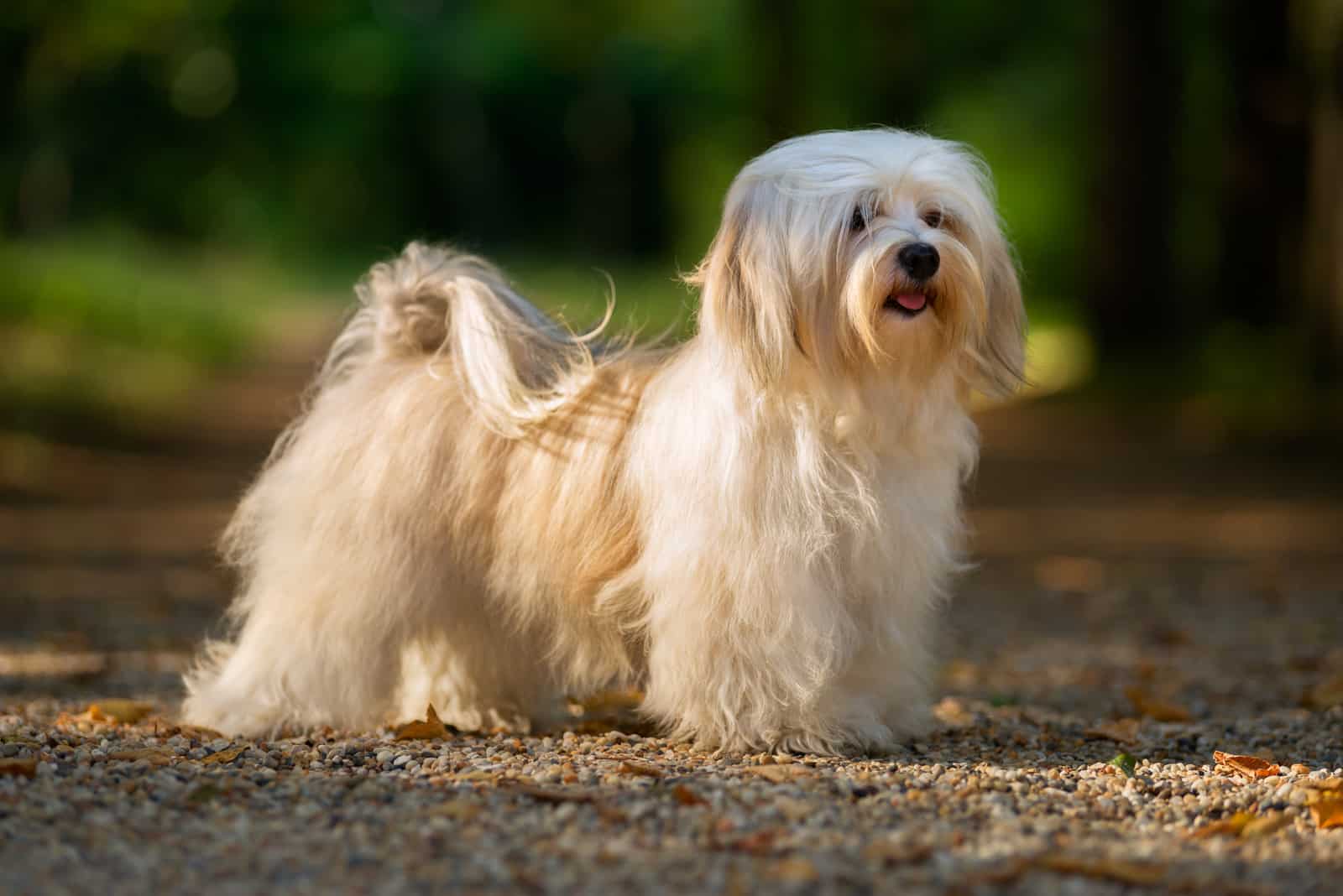 Cream Havanese