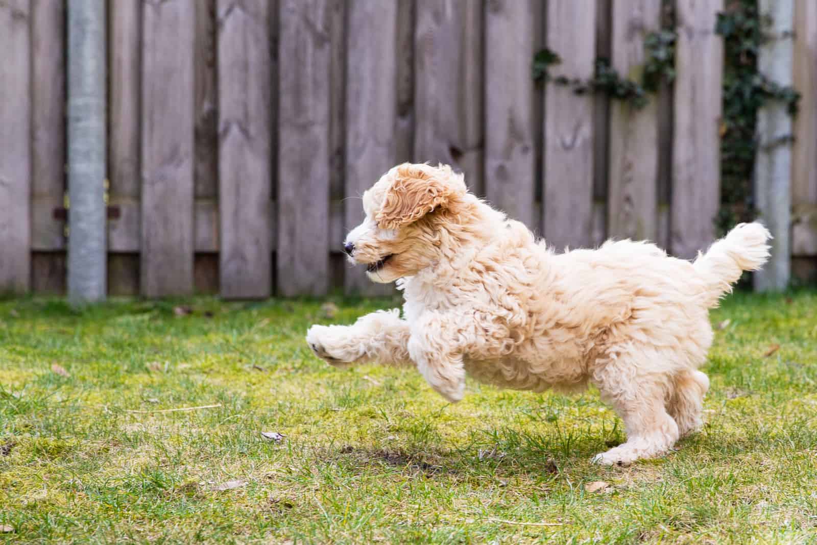 Cream Labradoodle runs around the garden