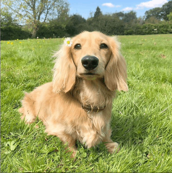 Cream Long Haired Dachshund on grass outside