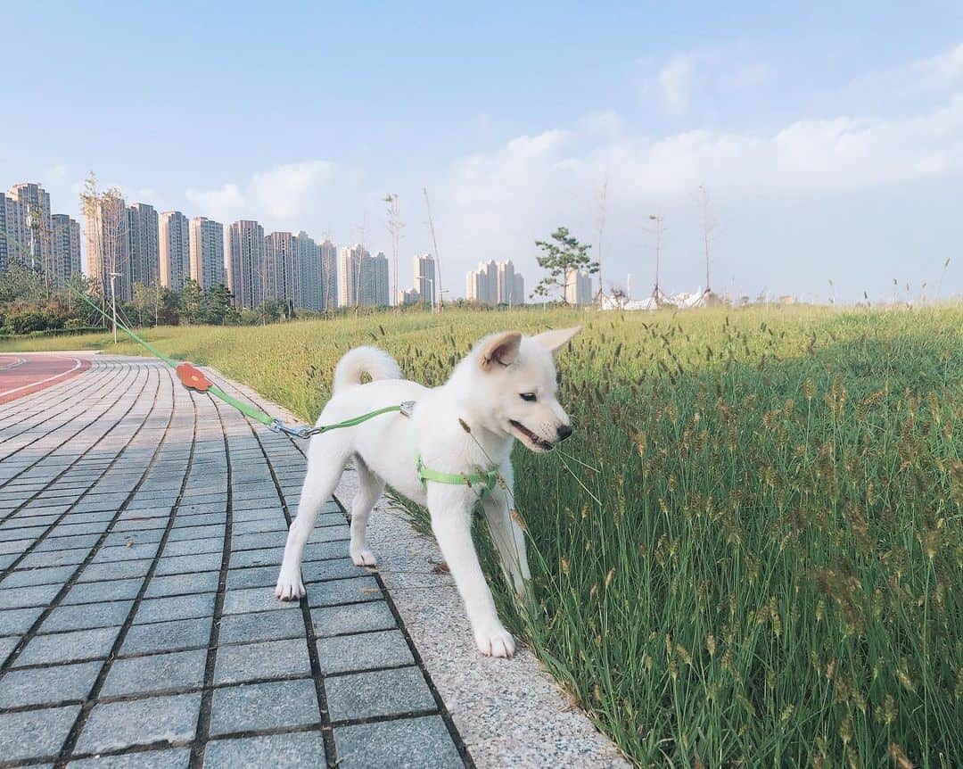 Cream Mame Shiba Inu playing outside