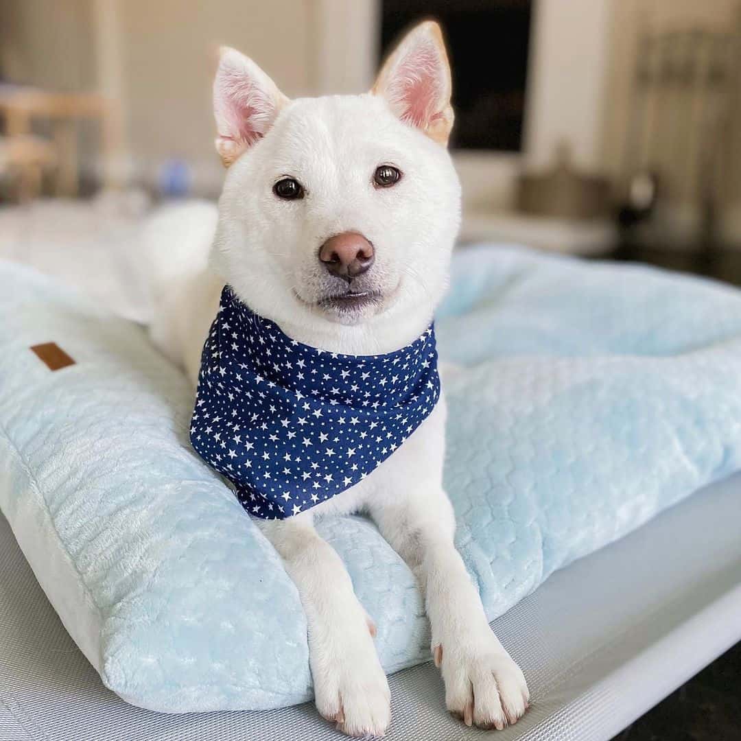 cream shiba inu in bed