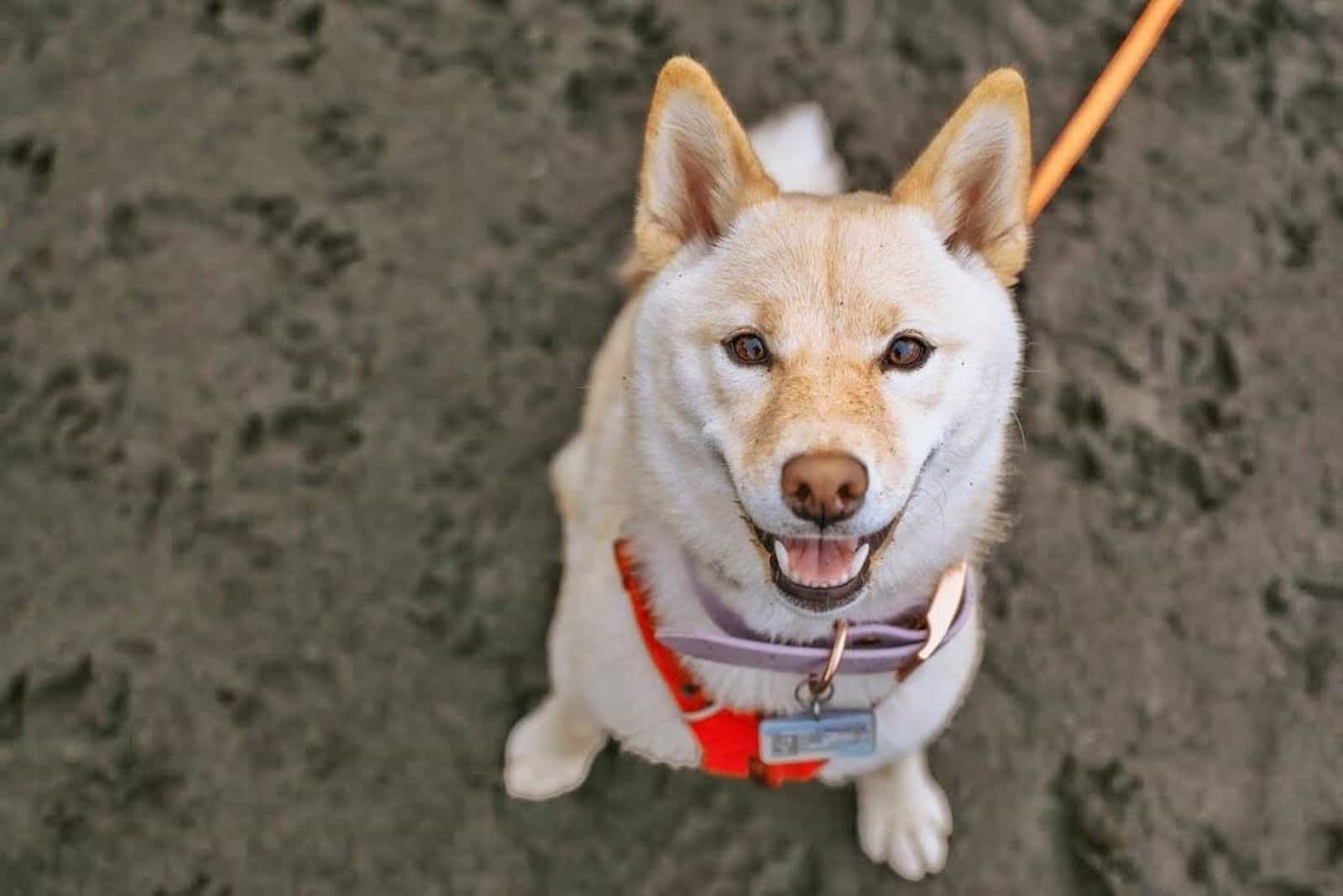 Cream Shiba Inu looking up