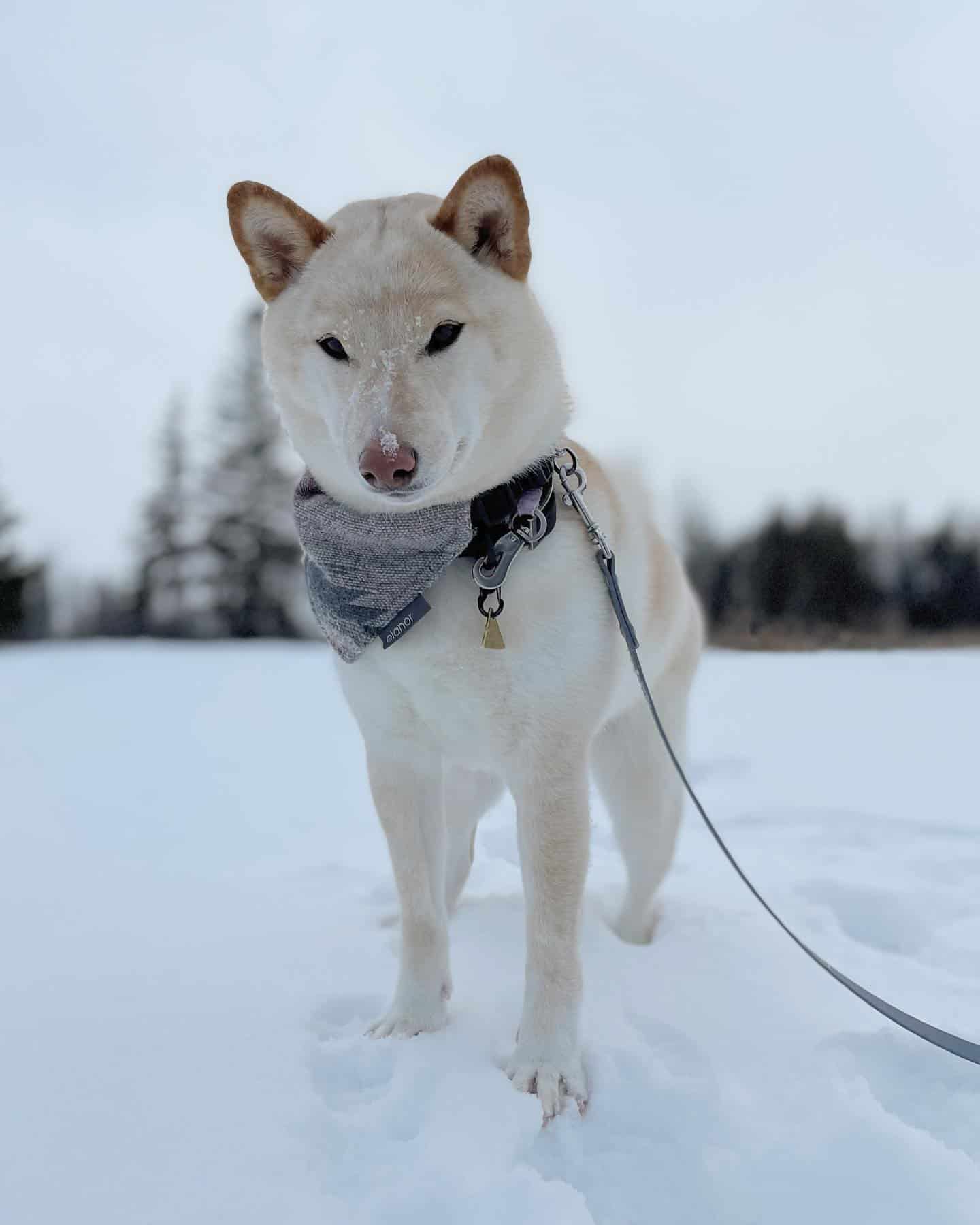 cream shiba inu on the snow