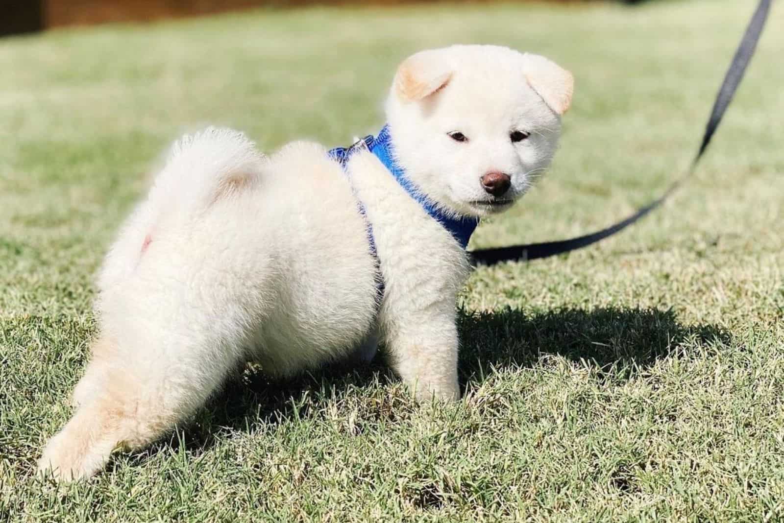 cream shiba inu puppy