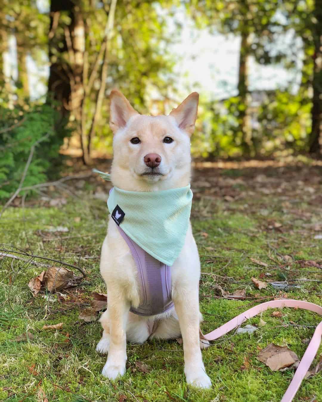 cream shiba inu with green scarf