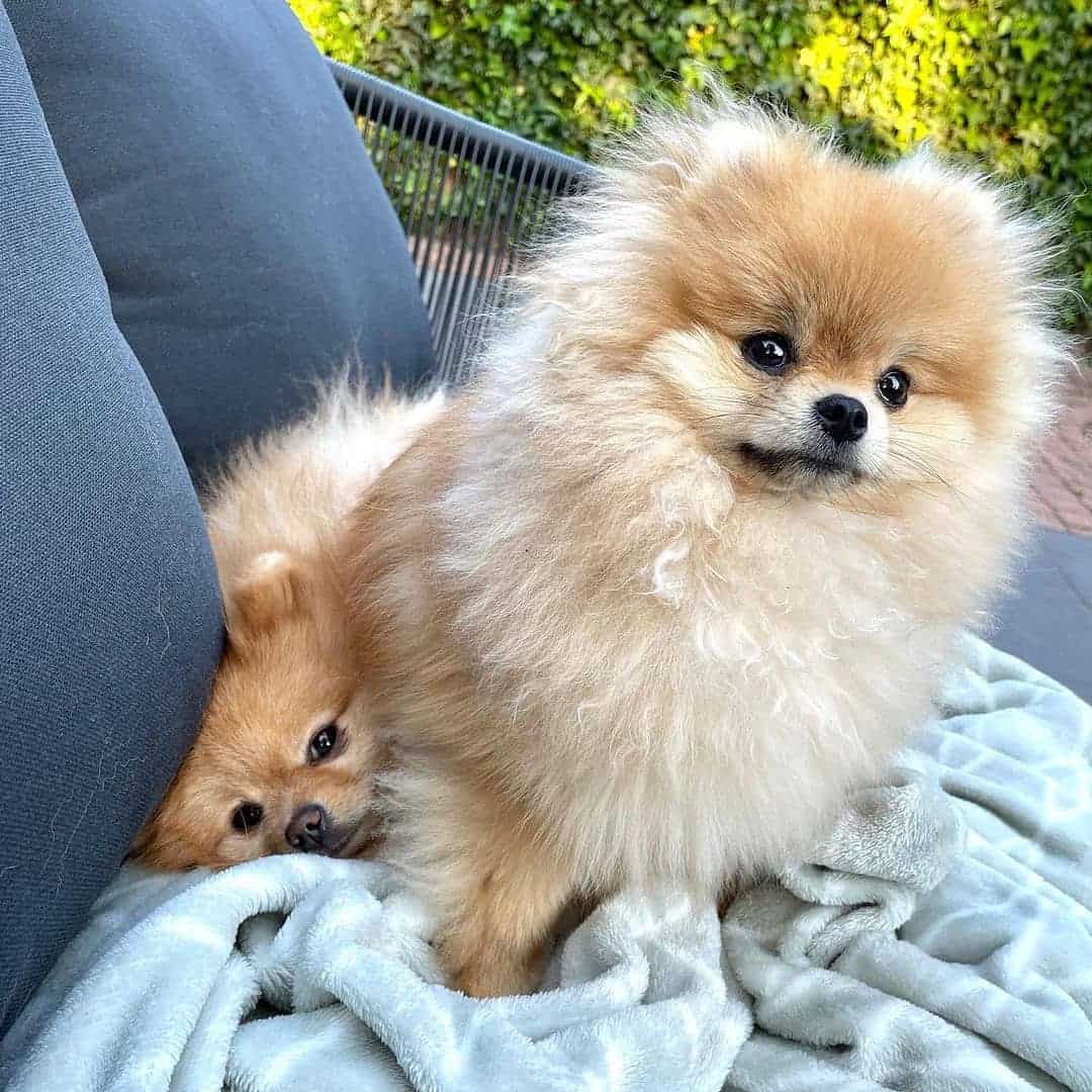 cream teacup pomeranian