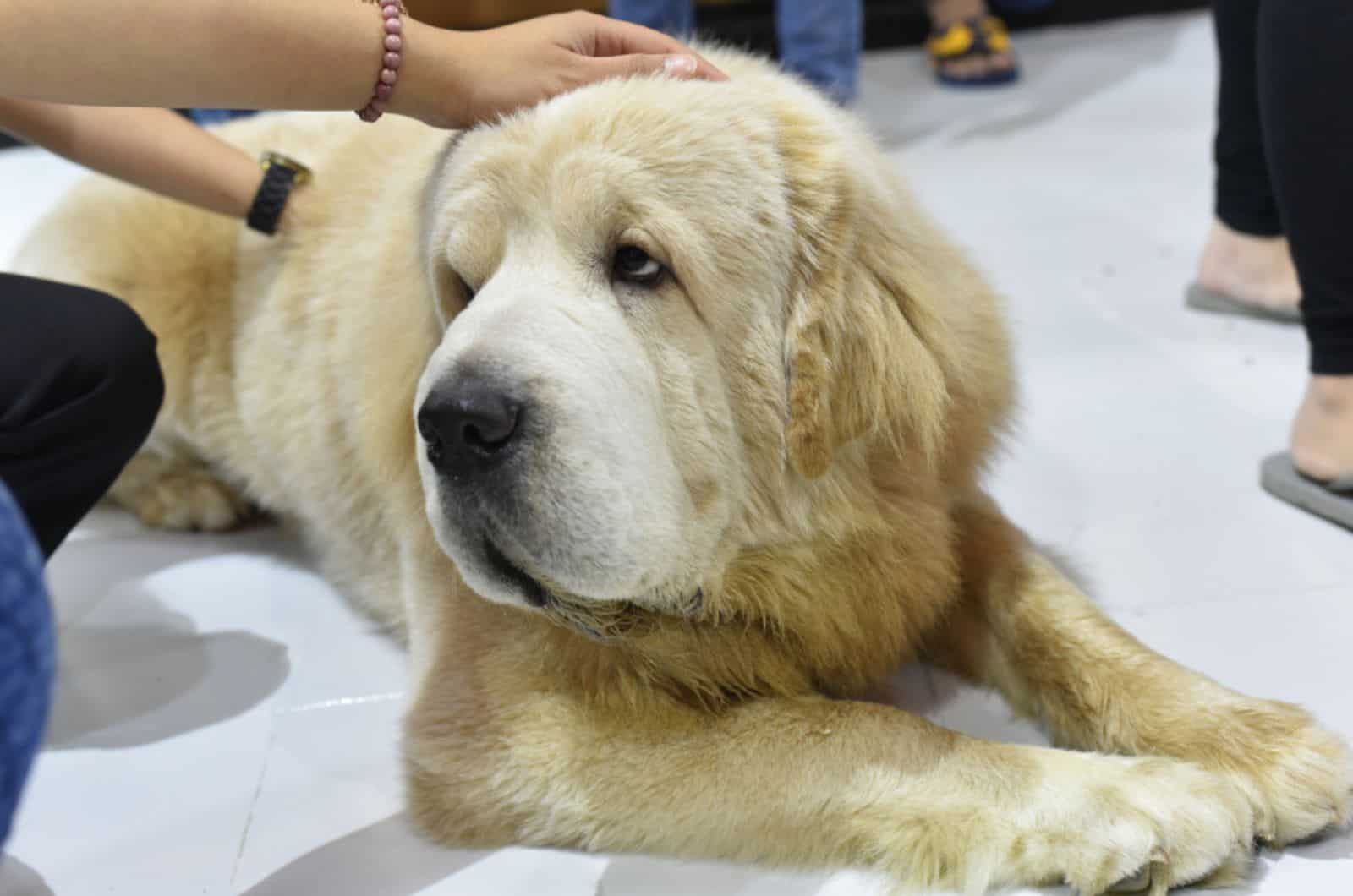 cream tibetan mastiff lying on the floor